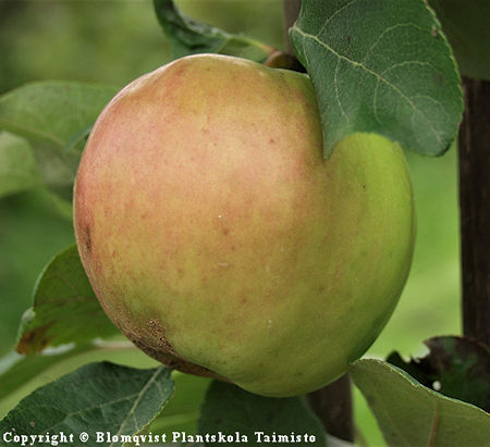 Malus domestica 'Oton Omena', tarhaomenapuu